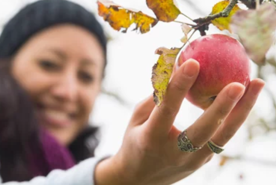 How Long Does an Apple Tree Take to Grow