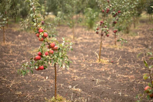 How Long Does an Apple Tree Take to Grow