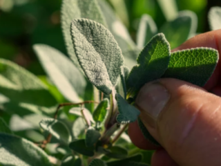 How Fast Does Sage Grow