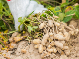 Where to Buy Peanuts for Planting