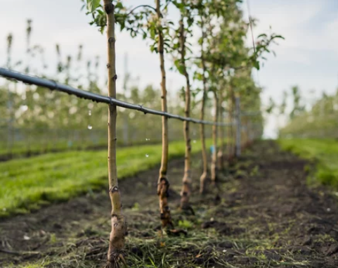 How Long Does an Apple Tree Take to Grow