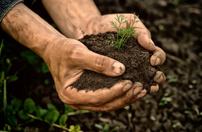 Does Dill Need Light to Germinate