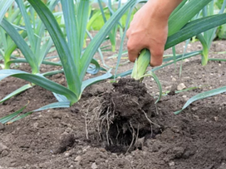 Growing Leeks from Scratch