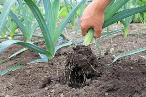 Growing Leeks from Scratch