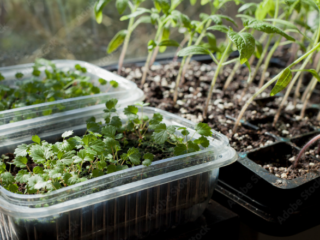 Strawberry Plants From Seed