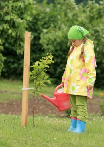 How Long Does an Apple Tree Take to Grow
