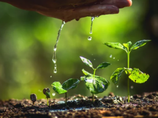 Why Do Seeds Need Water to Grow
