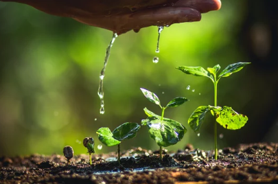 Why Do Seeds Need Water to Grow