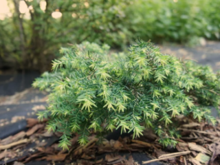 Shade Tolerant Evergreen Trees Zone 5
