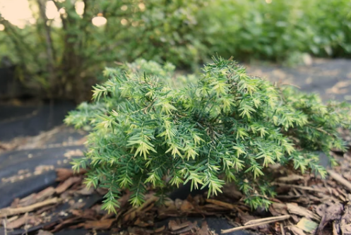 Shade Tolerant Evergreen Trees Zone 5