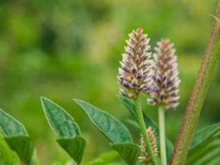 Licorice Root