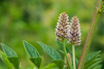 Licorice Root