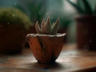 Why is My Aloe Plant Turning Brown