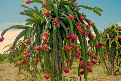 What is the Dragon Fruit Plant