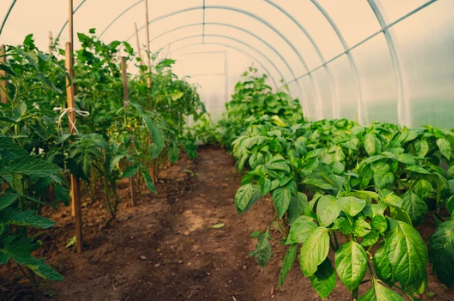 Tomato And Pepper Companion Plants