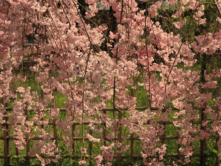 weeping cherry tree not blooming
