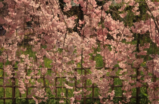 weeping cherry tree not blooming