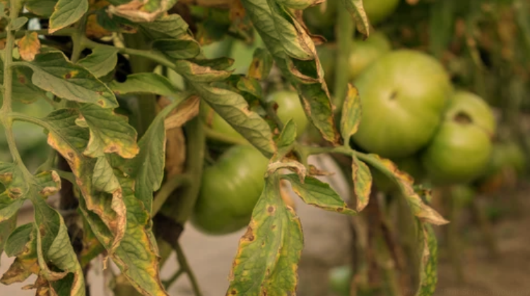 Fungicides for Combating Black Spots on Tomatoes