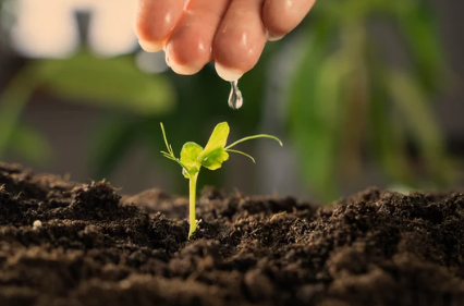Where Does Mustard Seed Grow