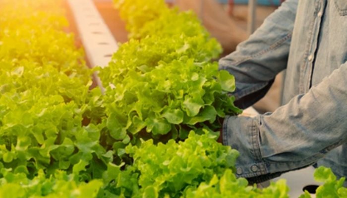 Harvest Iceberg Lettuce
