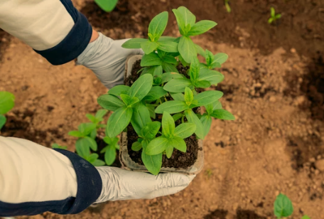 What Does a Zinnia Seedling Look Like