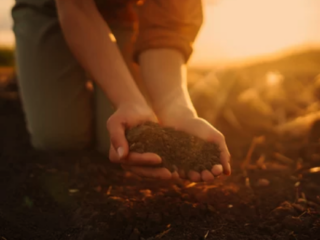 Fall Planting Vegetables