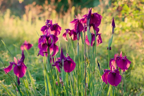 Where Do Irises Grow Best