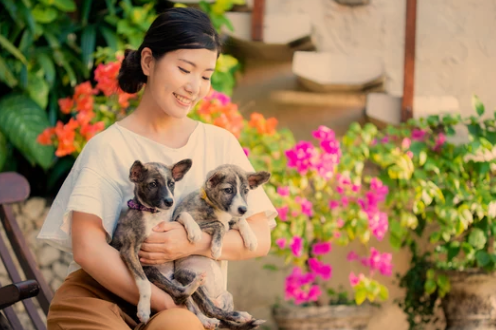What House Plants are Safe For Dogs