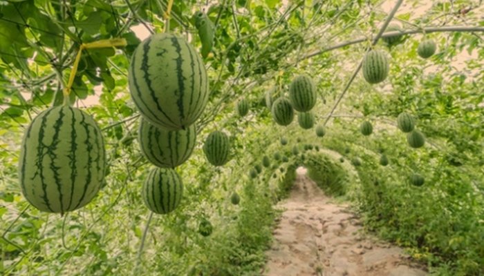 Where Does Watermelon Grow Best
