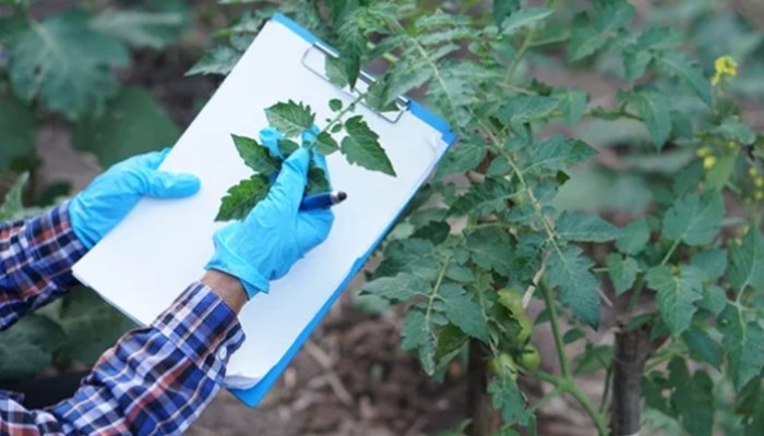 DIY Remedies for Black Spots on Tomatoes