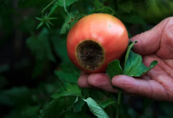 Types of Black Spots in Tomatoes