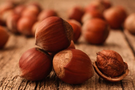 What Do Filbert Nuts Look Like
