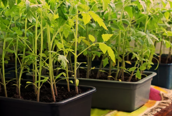 Tomato Seedlings From Seed Tray