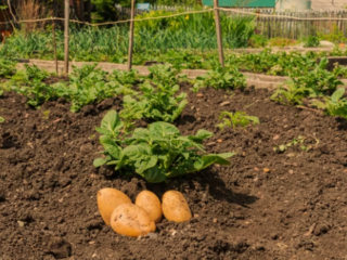 What Can You Grow With Potatoes