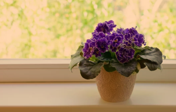 African Violet Plants