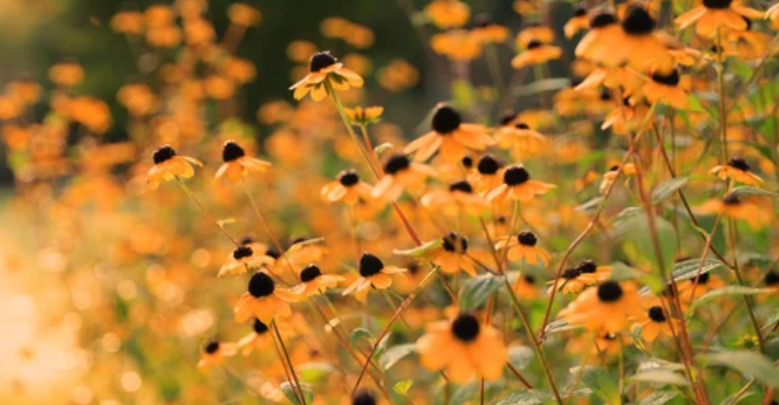 Planting Black-Eyed Susans