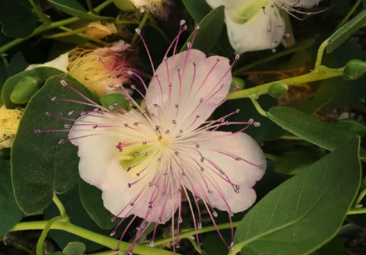 Fast-Growing Climbing Plants for Fences