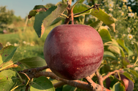 Arkansas Black Apple Trees