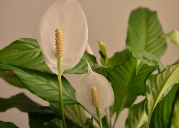 Best Humidifying Plants