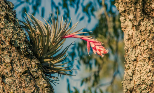 Air Plant Watering
