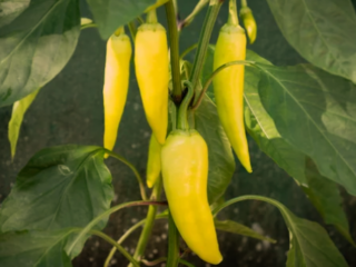 Banana Pepper Plants