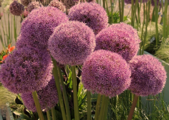 Allium Plant