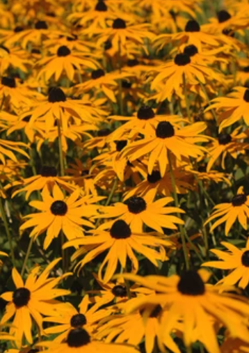 Planting Black-Eyed Susans