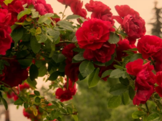 Fast-Growing Climbing Plants for Fences