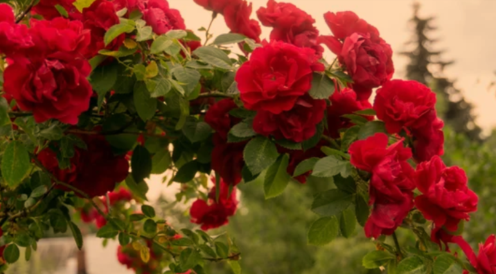 Fast-Growing Climbing Plants for Fences