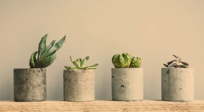 Succulent Plants