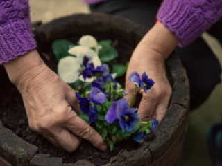 When To Start Pansy Seeds For Fall