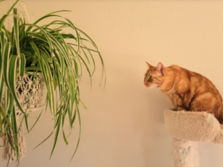 Are Spider Plants Poisonous to Cats
