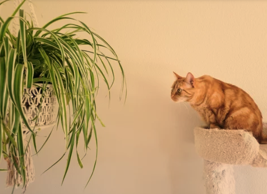 Are Spider Plants Poisonous to Cats