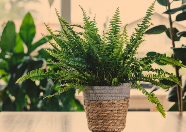 Best Humidifying Plants